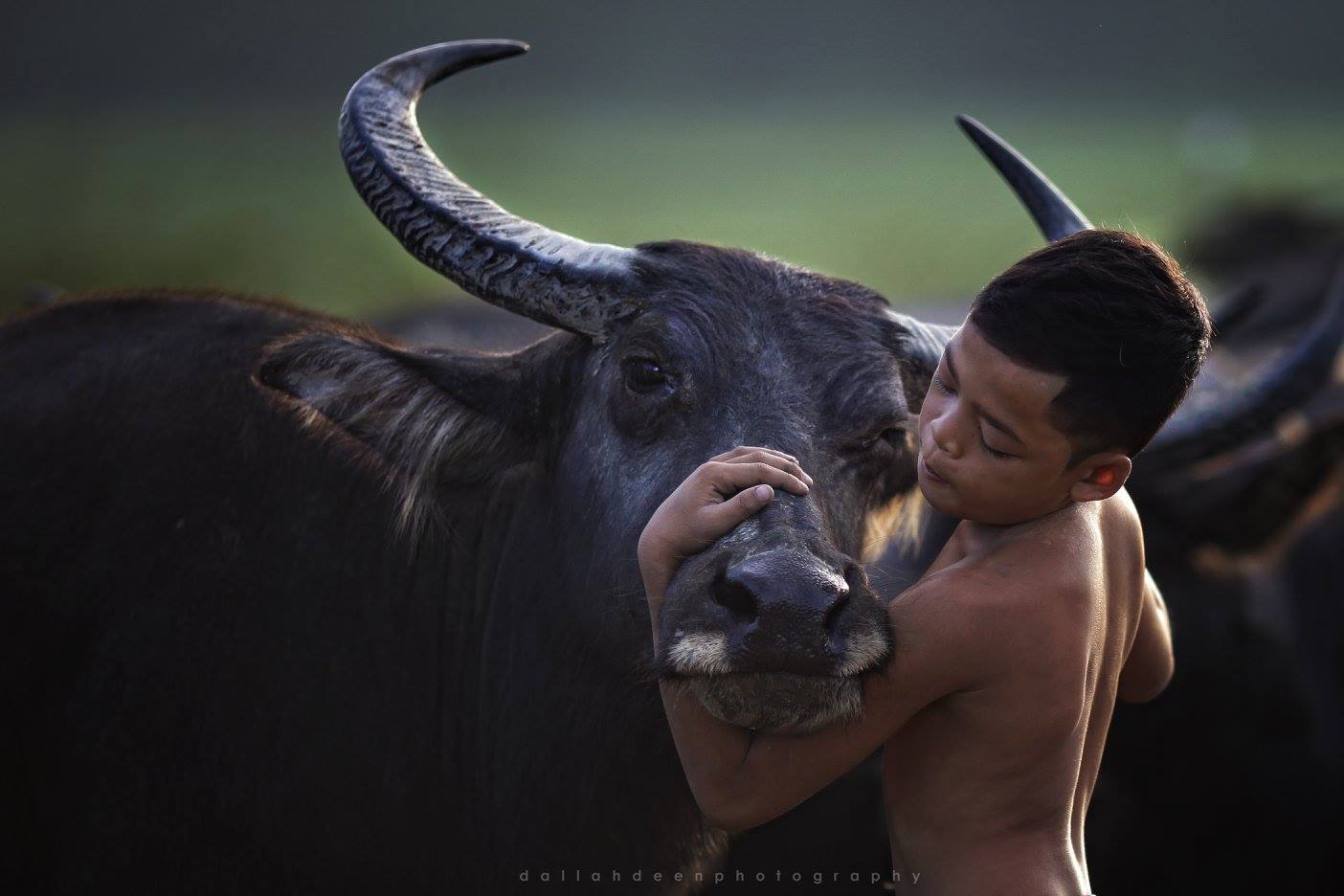 “Tak Pernah Jumpa Budak Kawan Dengan 80 Kerbau” Jurufoto Buka Kisah Kampung Boy