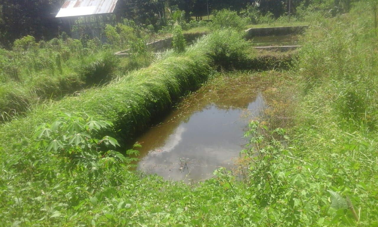 AjaI Di Kolam Ikan, 3 Beradik Ditemui Terapung Lem4s