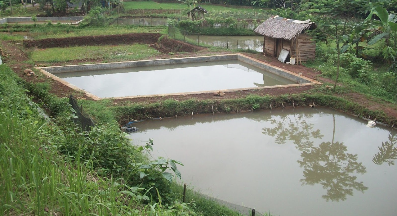 AjaI Di Kolam Ikan, 3 Beradik Ditemui Terapung Lem4s