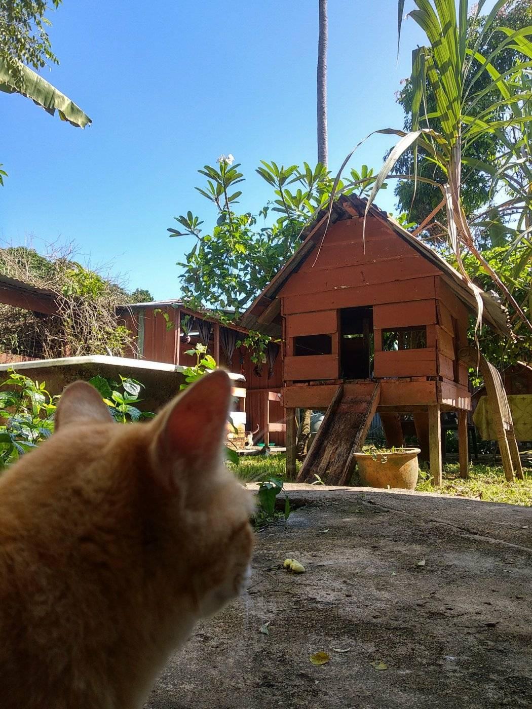 Terlalu Minat Si Bulus, Pencinta Kucing Ini Sanggup Usaha Bina 