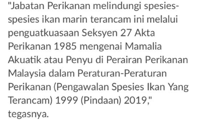 Lepas Orca Whale, Paus Pilot Sirip Pendek Pula Timbul Di Terengganu