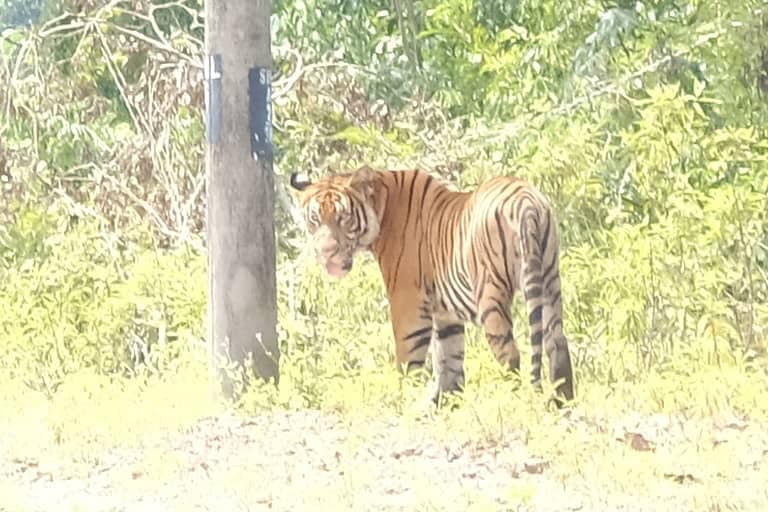 Viral 2 Harimau Sesat, Perhilitan Kata Mungkin Pak Belang Haiwan Peliharaan