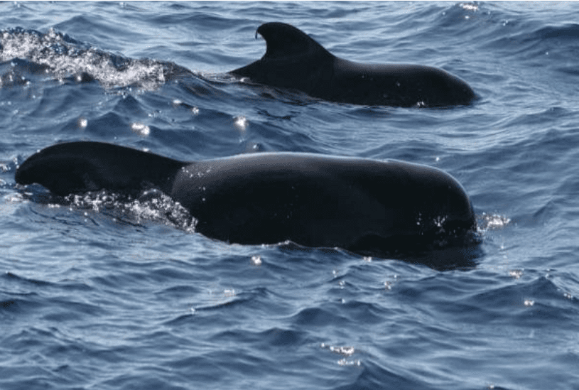 Lepas Orca Whale, Paus Pilot Sirip Pendek Pula Timbul Di Terengganu