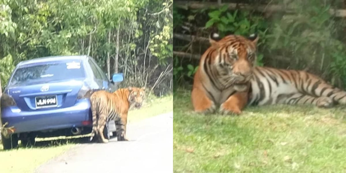 Viral 2 Harimau Sesat, Perhilitan Kata Mungkin Pak Belang Haiwan Peliharaan