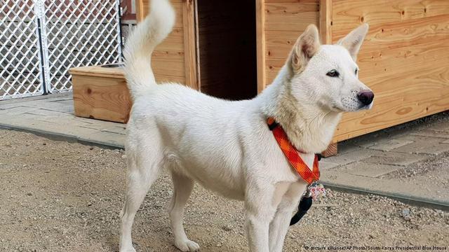 Cuak Dikejar Anjing Terus Panjat Masuk Kereta Orang Aksi Adik Ni