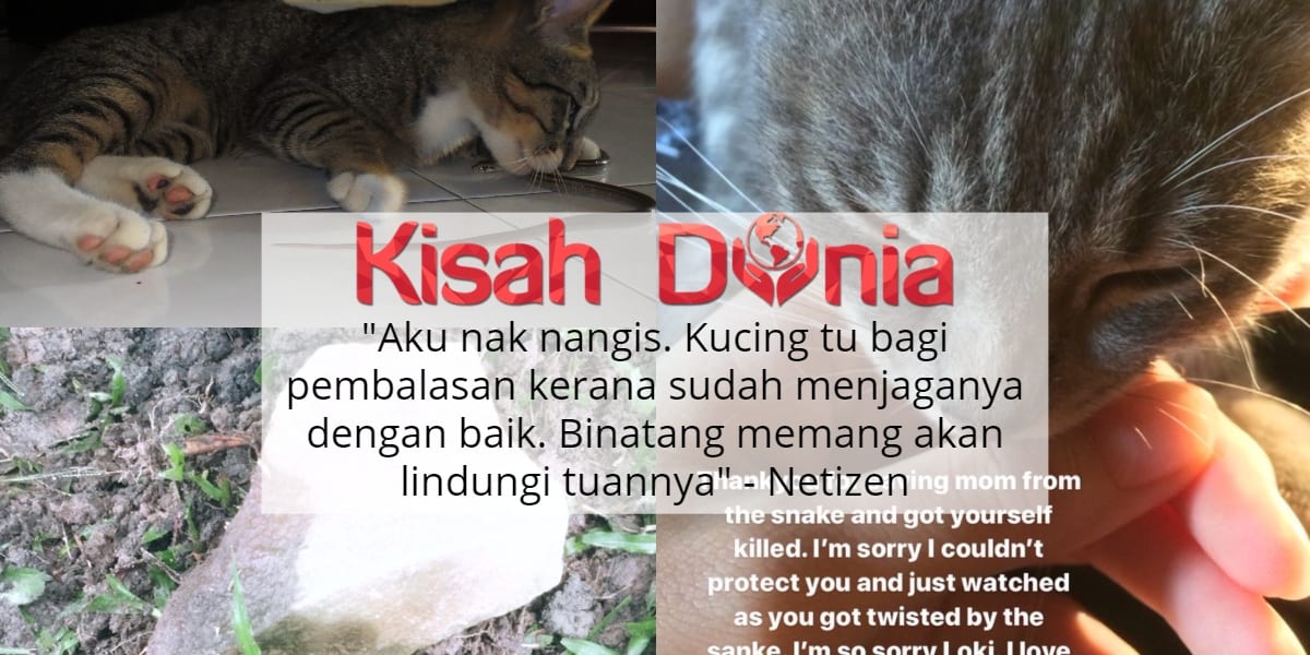 Hilang Nyawa Selamatkan 'Tuan' Dari Dipatuk Ular, Kisah Kucing Ini Undang Sebak 8