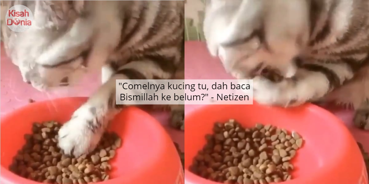 [VIDEO] "Lepas Makan Basuh Tangan" - Gelagat Kucing Makan Buat Netizen Terhibur 8