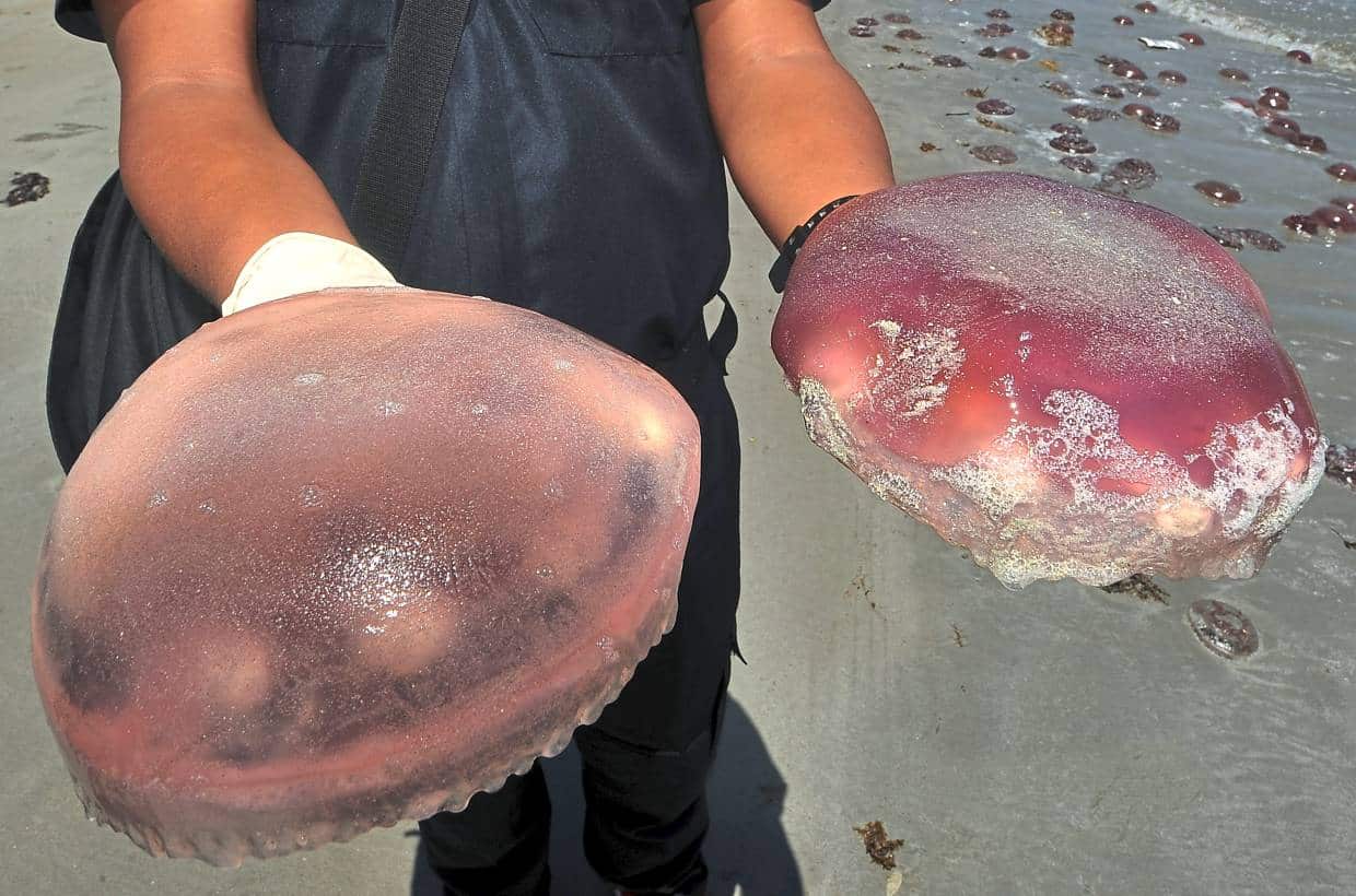 Selepas Pantai Terengganu, Kini Labuan Pula 'Dikunjungi' Oleh Ribuan Obor-Obor 5 Selepas Pantai Terengganu, Kini Labuan Pula 'Dikunjungi' Oleh Ribuan Obor-Obor 5
