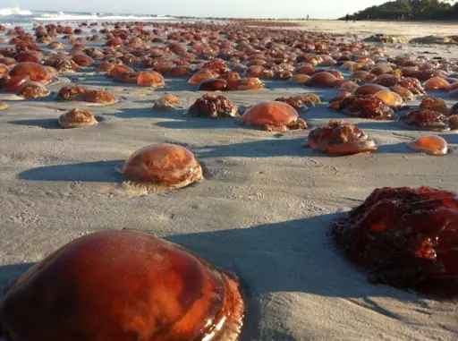 Selepas Pantai Terengganu, Kini Labuan Pula ‘Dikunjungi’ Oleh Ribuan Obor-Obor