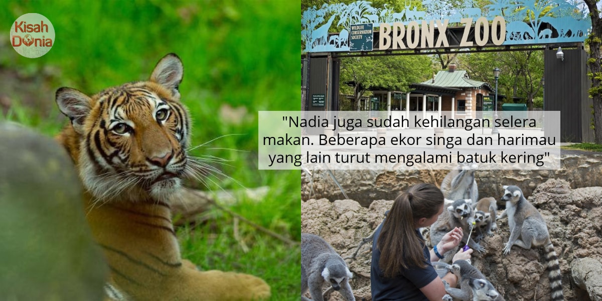 Harimau Malaya Pula Disahkan Positif COVID-19, Dijangkiti Daripada Penjaga Zoo 2