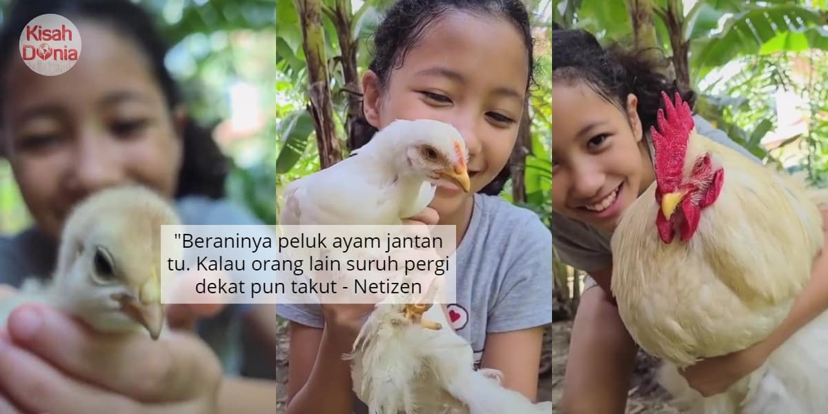 [VIDEO] TikTok Paling Rare, Aksi Budak Ini Dukung Ayam Jantan Buat Ramai Kagum 2