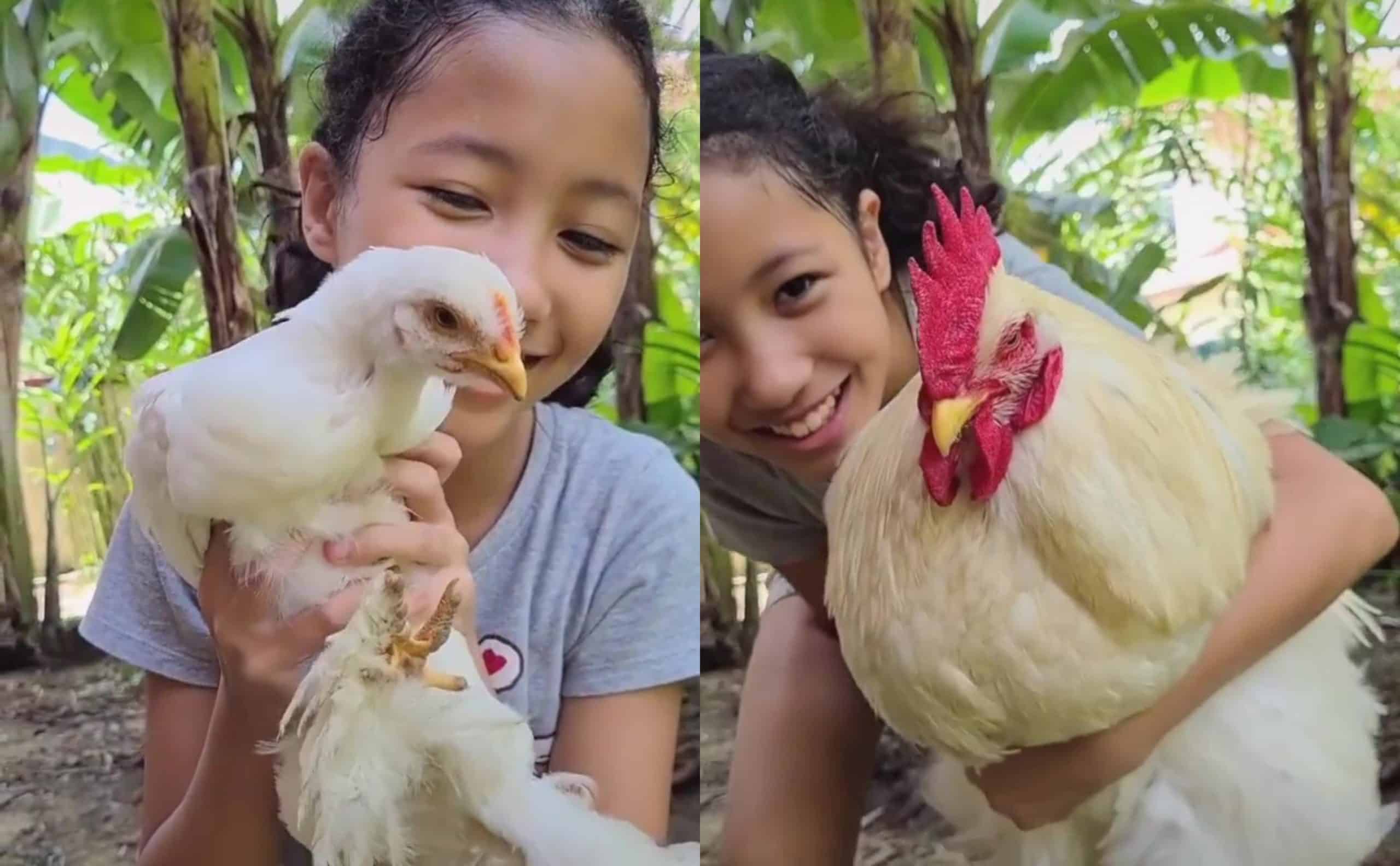 [VIDEO] TikTok Paling Rare, Aksi Budak Ini Dukung Ayam Jantan Buat Ramai Kagum