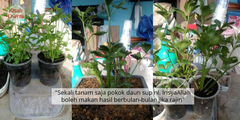 Tak Perlu Tunggu Berbulan, Tanam Saja Daun Sup Sendiri ...