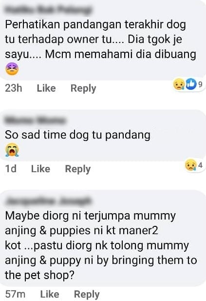 [VIDEO] Dibuang Begitu Saja Dengan 12 Anak, Anjing ‘Sayu’ Lihat Perangai Tuan