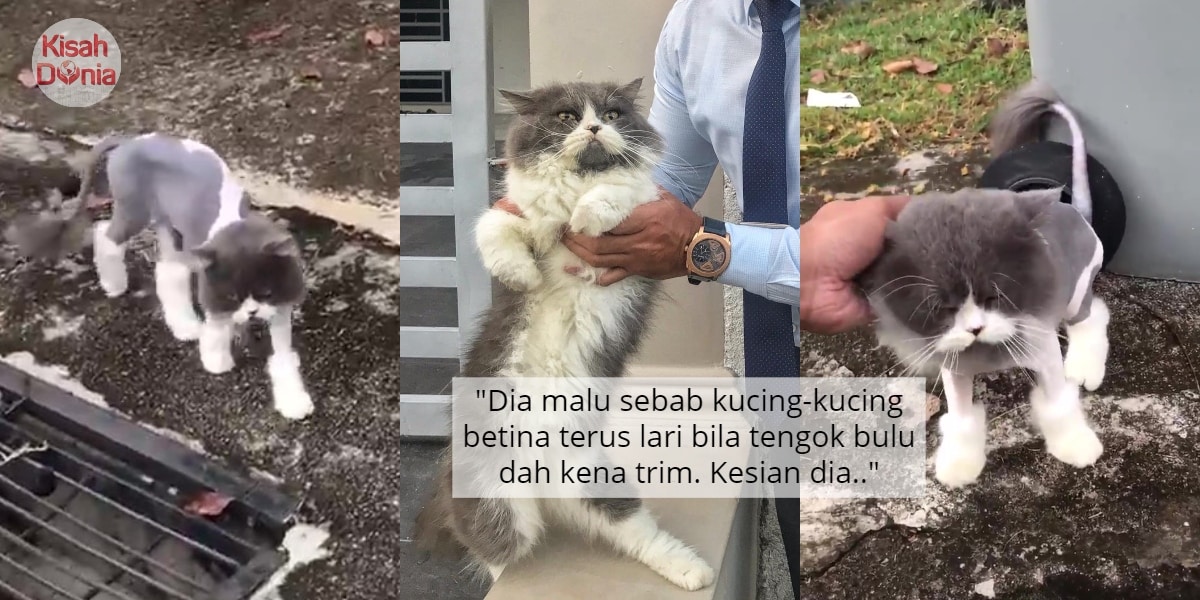 [VIDEO] Gara-Gara Imej 'Lion Cut', Kucing Ini Malu Jatuh Saham Nak Pikat Awek 6