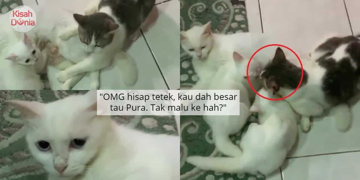 [VIDEO] Kucing Matang Kantoi 'Menetek' Lagi, Reaksi Geram Pemiliknya Lucu Habis 43