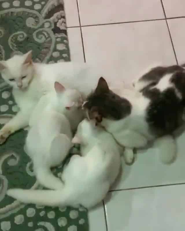 [VIDEO] Kucing Matang Kantoi 'Menetek' Lagi, Reaksi Geram Pemiliknya Lucu Habis 2
