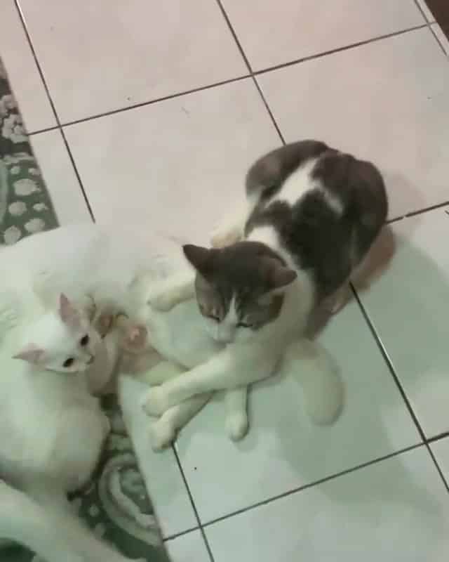 [VIDEO] Kucing Matang Kantoi 'Menetek' Lagi, Reaksi Geram Pemiliknya Lucu Habis 3