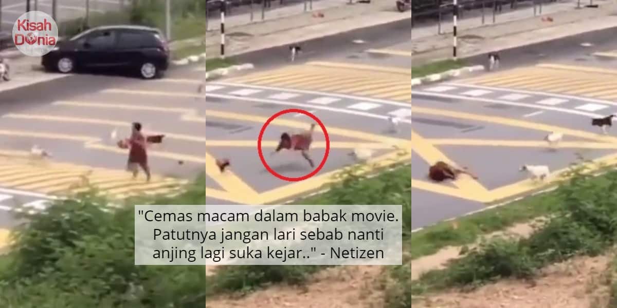 [VIDEO] ‘Cuak’ Dikejar Anjing Berkerumun, Lelaki Malang Sampai Jatuh Tersadung
