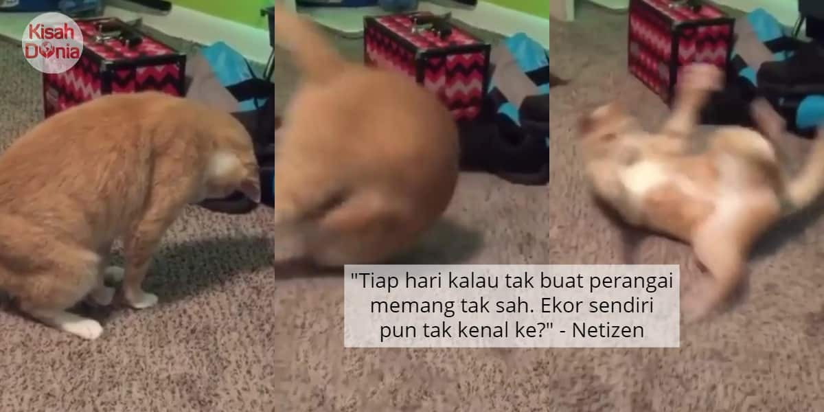 [VIDEO] Pelik Tangkap Ekor Sendiri, Gelagat Kucing Ni Buat Malu Geng 'Oyen' Je 4