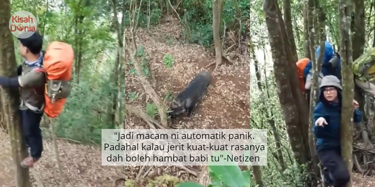 [VIDEO] Cuak Bimbang Disondol Babi Hutan,Group Pendaki Tunjuk Skil Panjat Pokok 7