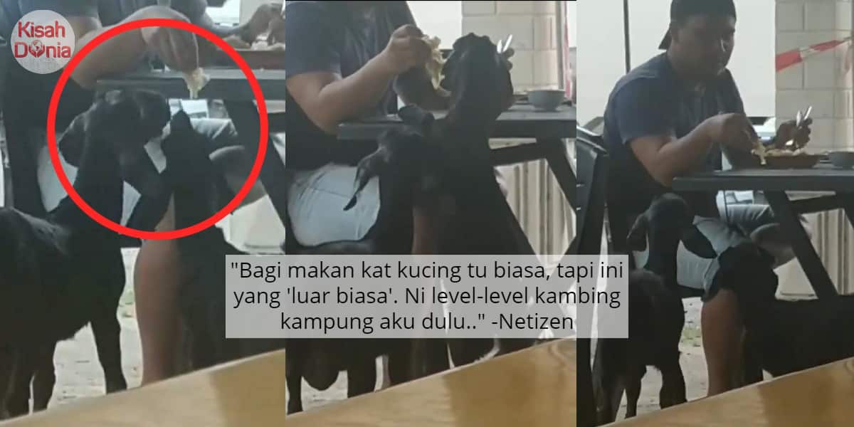 ‘Only In Kuala Pilah’, Gelagat Kambing Selamba Minta Roti Canai Curi Perhatian