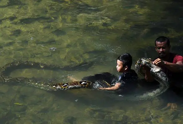 [VIDEO] Berendam Dalam Air, Netizen Akui Excited First Time Tengok Ular Kencing