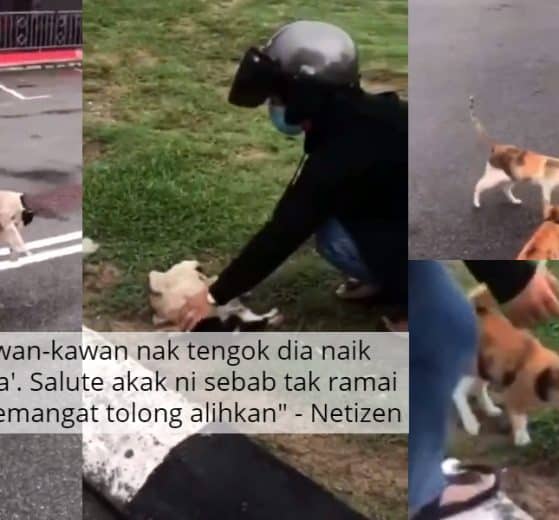 Redah Jalan Semata Alih Bangkai Kucing, Sebak Bila Kawan 'Ziarah' Kali Terakhir 5 Redah Jalan Semata Alih Bangkai Kucing, Sebak Bila Kawan 'Ziarah' Kali Terakhir 4