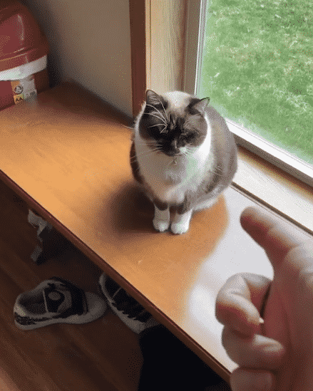 [VIDEO] Kena Tunggu Turn Buang Air, Owner Tak Kisah Share Jamban Dengan Kucing 2