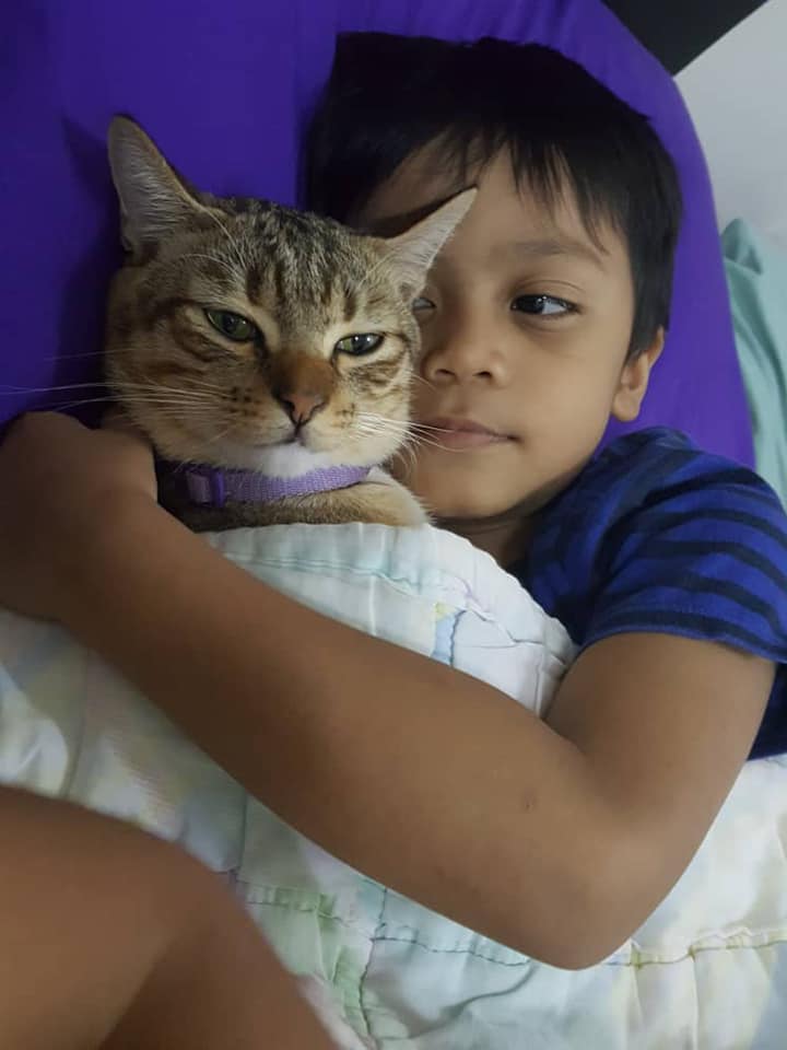 Termakan Rumput Beracun, Budak Tak Keruan Tengok Kucing Ajal Dalam Pangkuan.. 4