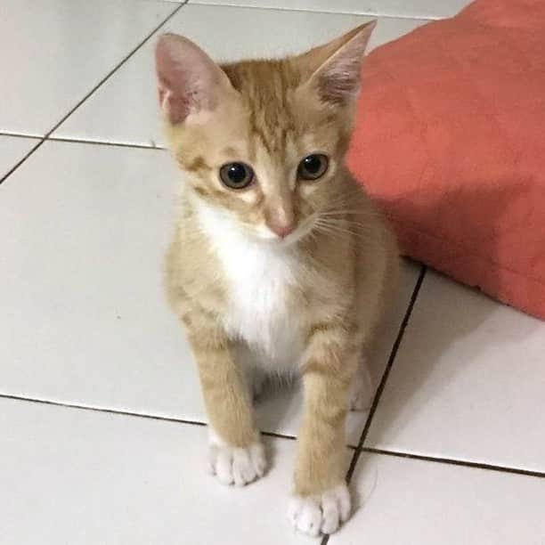 Bela Haiwan Masa PKP Sebab Lonely, Akhirnya Dibuang Ke Kilang Sebab Malas Jaga 8 Bela Haiwan Masa PKP Sebab Lonely, Akhirnya Dibuang Ke Kilang Sebab Malas Jaga 8