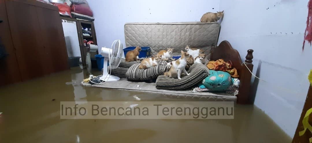 Nekad Berendam Air, 2 Beradik Setia Jaga 32 Ekor Kucing Risau Tenggelam  Banjir - Kisah Dunia