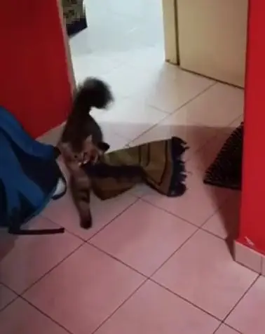 [VIDEO] Gigih Heret Sejadah Sendiri, Ragam ‘Si Bulus’ Nak Ikut Solat Cute Habis