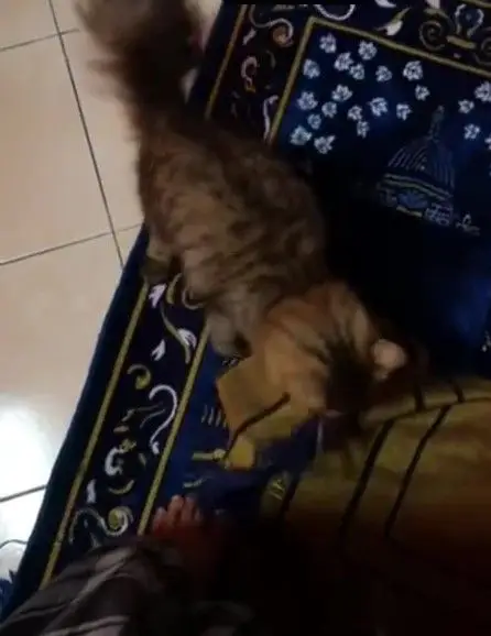 [VIDEO] Gigih Heret Sejadah Sendiri, Ragam ‘Si Bulus’ Nak Ikut Solat Cute Habis