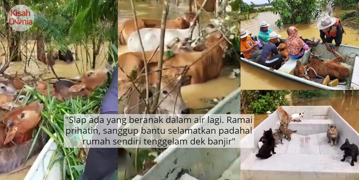 [VIDEO] Tengok Lembu Survive Dalam Banjir Pun Dah Sebak, Bayangkan Pula Kucing 7
