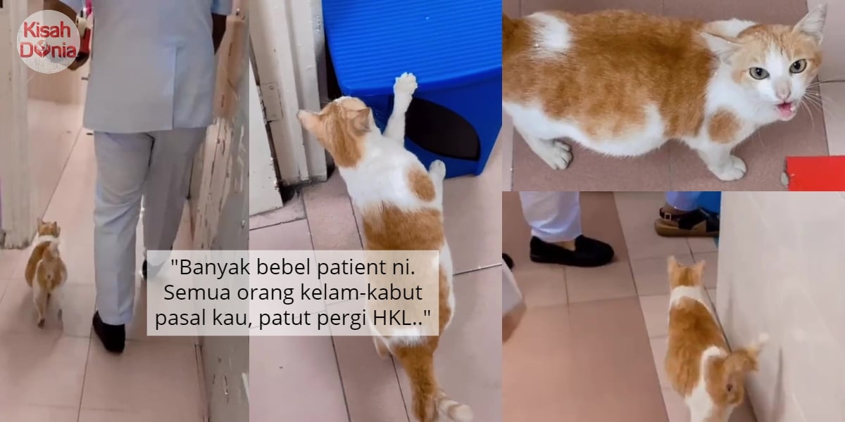 [VIDEO] Staf Klinik Gigi Panik, Oyen Bunting Salah 'Check-In' Tempat Beranak 11