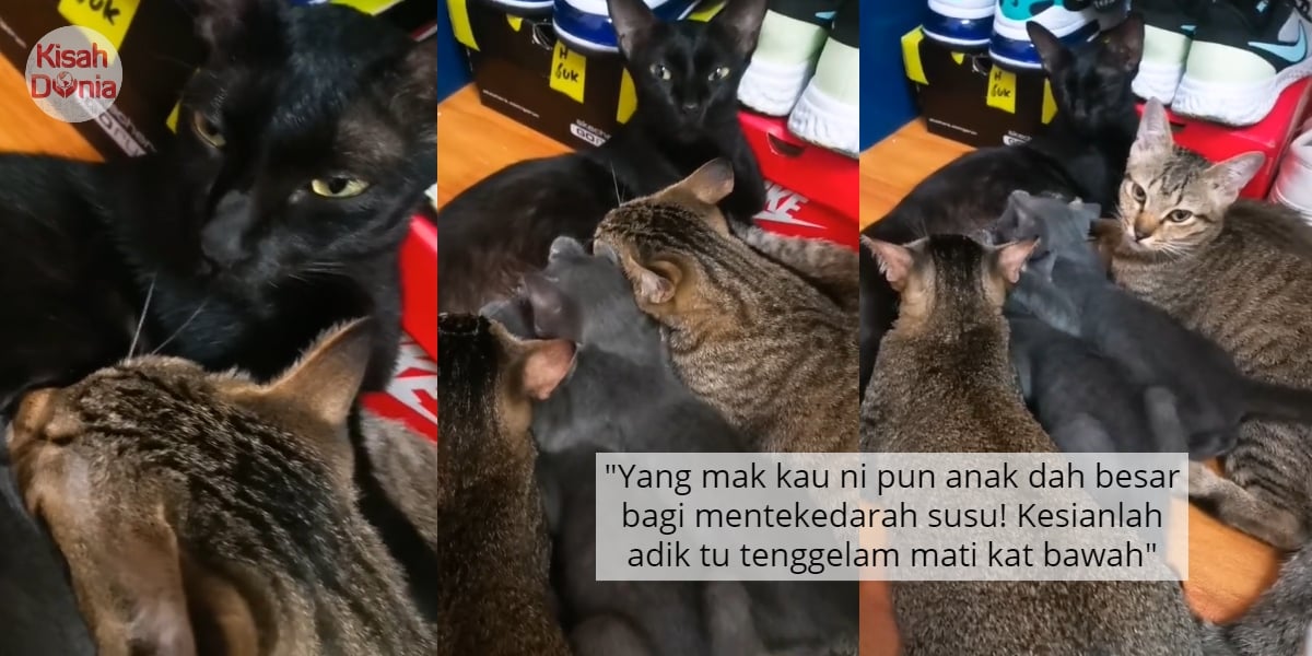 [VIDEO] Nak Curi 'Menetek' Punya Pasal, 2 Kucing Tua Bangka Hempap Adik Sendiri 4