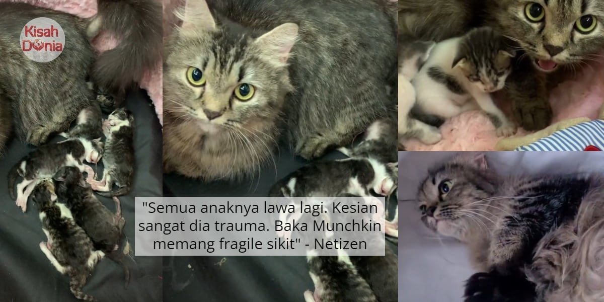 Ibu Kucing Meroyan Tercari-Cari, Kematian 6 Anak Sekaligus Lepas 3 Hari Beranak 4