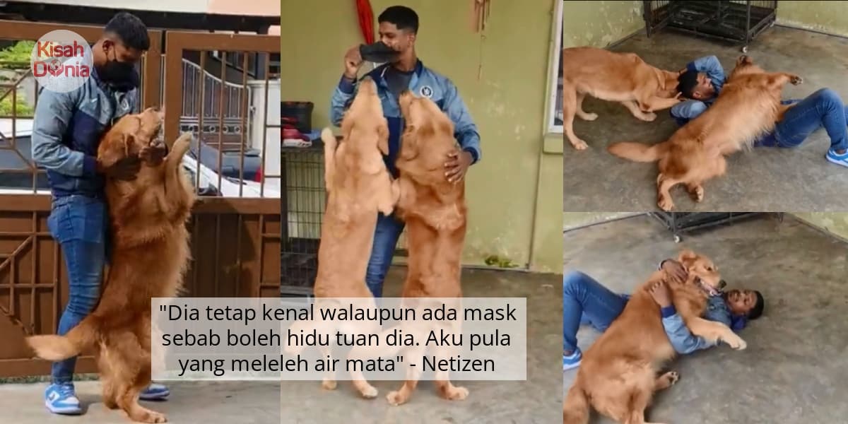 Tuan Balik Dari Singapura Lepas 486 Hari, Apa Yang Dibuat Anjingnya Bikin Sebak 3