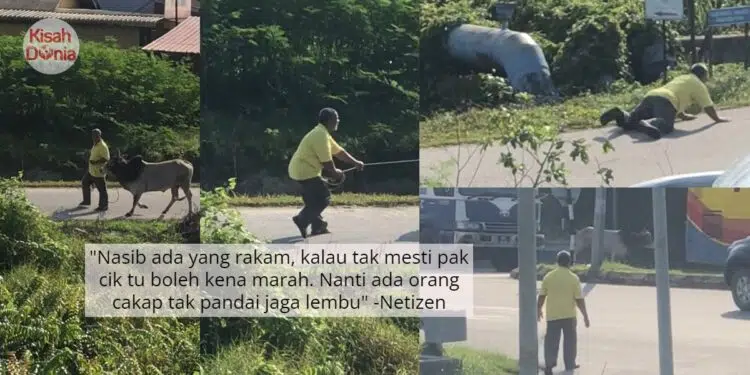 Diheret Lembu Sendiri Sampai Tengah Jalan, Aksi Cemas Pak Cik Dah 2 Juta Views