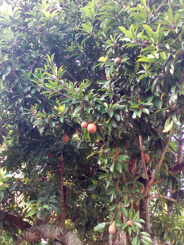 Umur 7 Tahun Main Di Pokok Ciku, Kulit Jadi Bintat Pantang Sentuh Benda Keras 5 Umur 7 Tahun Main Di Pokok Ciku, Kulit Jadi Bintat Pantang Sentuh Benda Keras 5