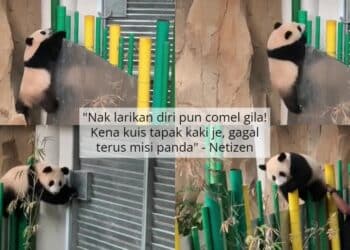 Cubaan Lolos Dari Kandang, Tapi Gelagat Baby Panda Tersangkut Perut Comel Habis 1
