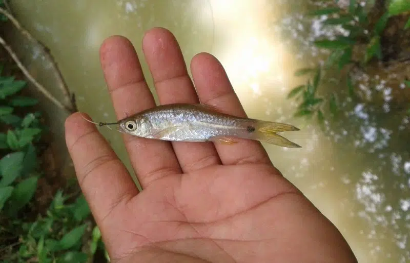 15 Tahun Ayah Kena Sihir Mata Ikan, Pernah Minta Susu Nak Bagi Anak Jin Minum