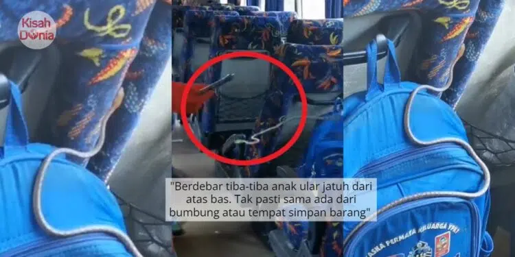 “Macam Dalam Filem”- Rombongan Tadika Cemas Terperangkap Dengan Ular Dalam Bas