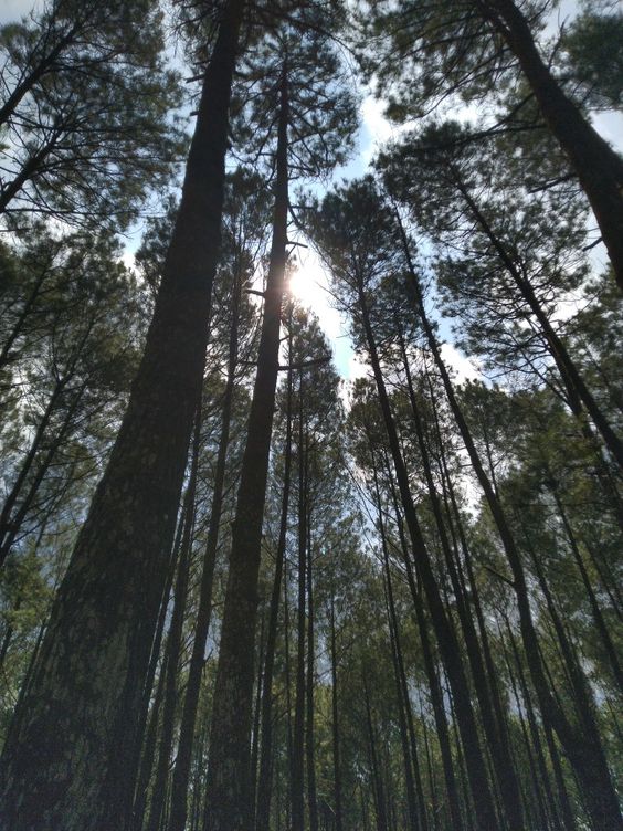 Menggigil Demam Lepas Balik Dari Hutan, Rupanya Ada ‘Benda’ Teman Setiap Malam