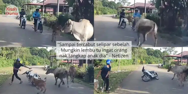 Disangka Kejar Anaknya, Pemuda Sanggup Lari Tinggal Motor Takut Disondol Lembu