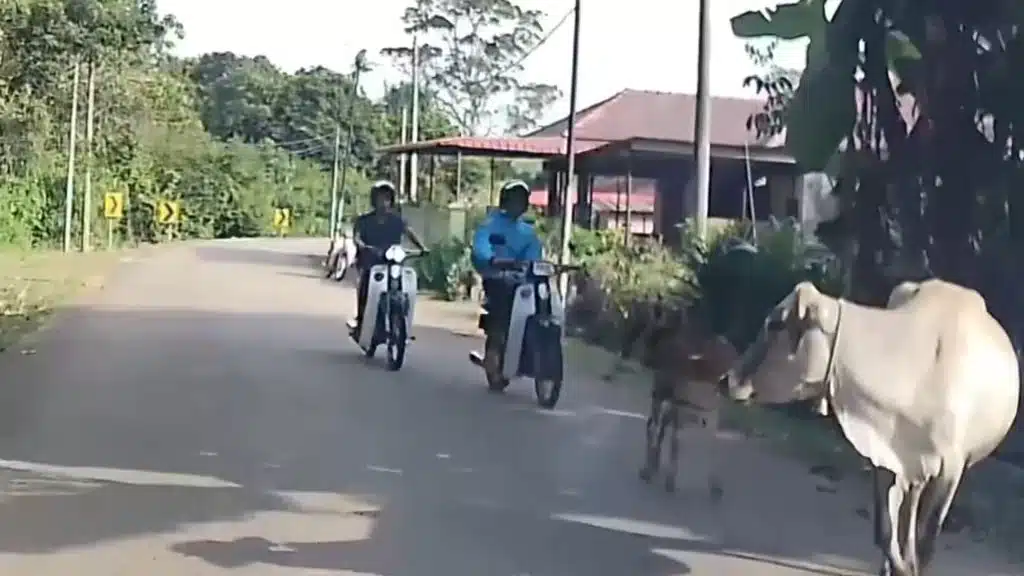 Disangka Kejar Anaknya, Pemuda Sanggup Lari Tinggal Motor Takut Disondol Lembu