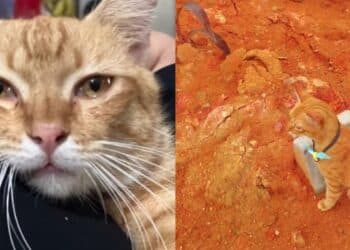 Bell Temui Pengundi Terawal ABPBH, Sayu Dengar Ucapannya..”Saya Takde Fan Club”