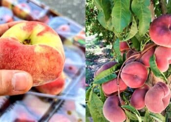 Pembantu Rumah Alif Syukri Buat Kejutan, Datin Shahida Sebak