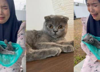 “Kenapa Tinggal Kakak” – Bela Dari Zaman Susah, Wanita Meraung Kucing Mengeras